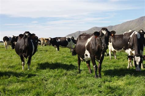 Why Nz Farmers Favour Efficiency Dairy Global