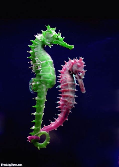 Underwater Animals Underwater Creatures Underwater Life Ocean