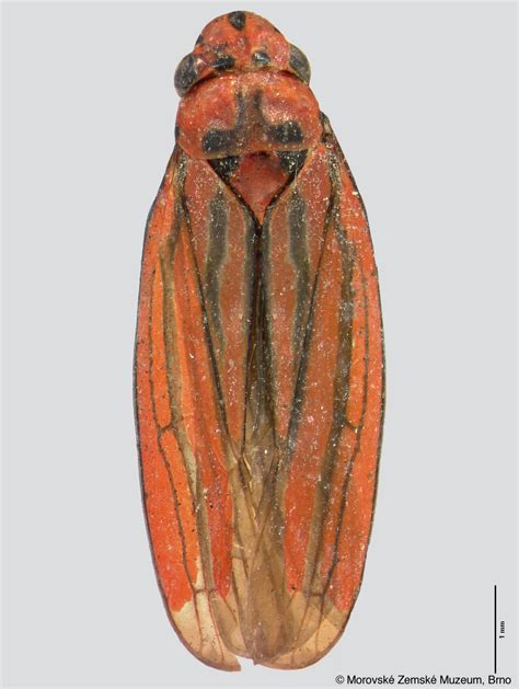 Sharpshooter Leafhoppers Wutingia Nigronervosa Melichar 1926a 372