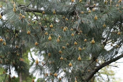 Chinese Red Pine Media Encyclopedia Of Life