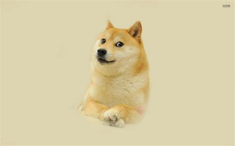 47 Doge Meme Wallpaper On Wallpapersafari