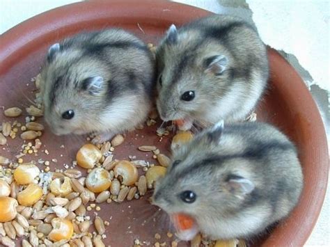 Campbells Russian Dwarf Hamster Diet Hamsters Portal