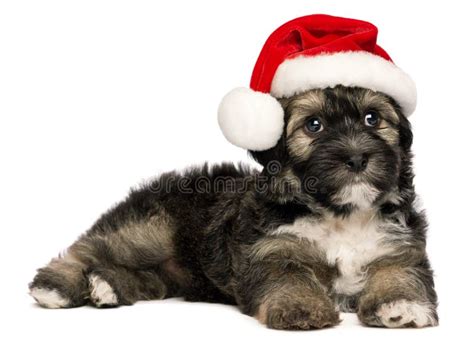 Cute Christmas Havanese Puppy Dog With A Santa Hat Stock Image Image