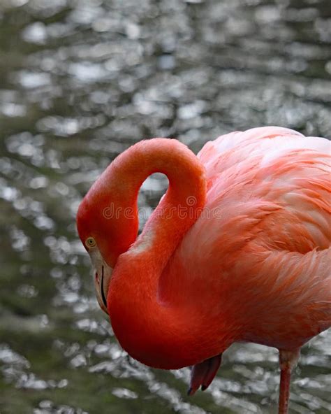 Florida Pink Flamingo Bird In Water Stock Image Image Of Homosassa