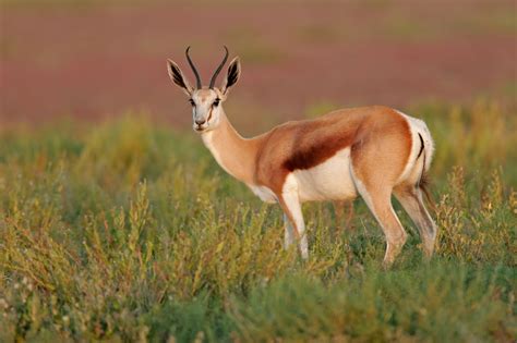 African Antelope Species Animal Sake