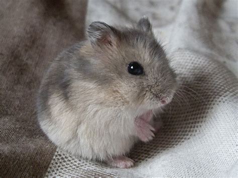 Welke Hamsters Kunnen Samenleven Supreme Petfoods