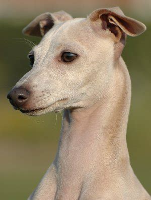 photo gallery  italian greyhound