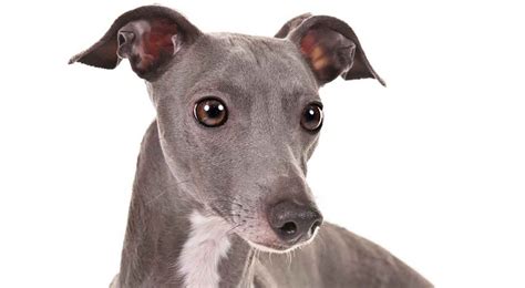 Italian Greyhound Dog Breed Information American Kennel Club