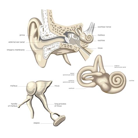 Anatomy Of The Auditory System