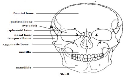 Skull Human Skeletal System