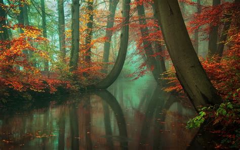Nature Landscape Mist Forest Fall River Reflection Red Yellow