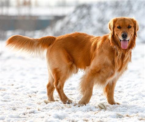 Dark Golden Retriever Photos Retriever Golden Retriever Dark Golden