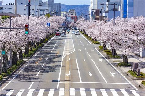 Wallpaper Tokyo Japan Sakura Roads Street Cities Flowering Trees