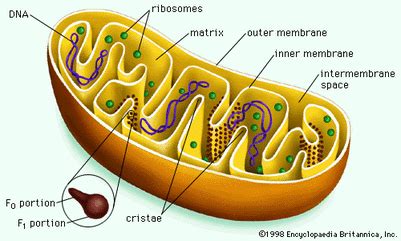 Check spelling or type a new query. Mitochondria and Golgi Apparatus - Organelles