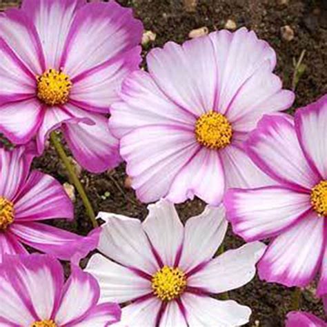 Cosmos Candystripe 500 Mg ~75 Seeds Annual Flower Garden Seeds