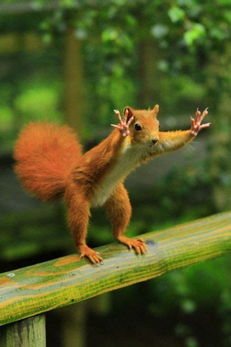 Dramatic Squirrel Funny Animal Quotes Funny Animal Pictures Funny