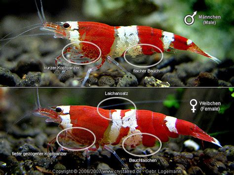 Freshwater Prawns And Shirmp Sexing Crystal Amano Red Bee Black Bee And Other Freshwater