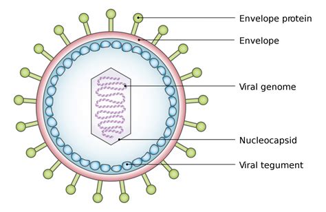 8 Introduction To Viruses Biology Libretexts