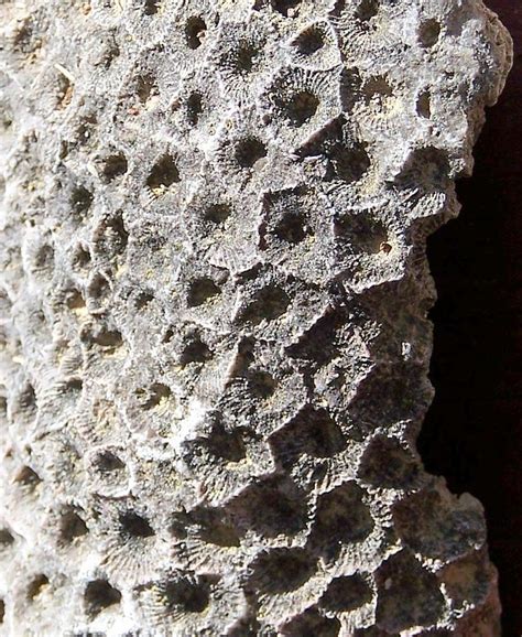 Petoskey Stone Fossilized Coral Photograph By Kathleen Luther Fine