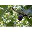 How To Prune A Fig Tree Or Bush  Plain Help