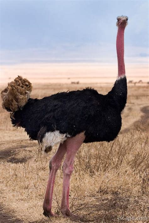 Male Ostrich Photograph By Adam Romanowicz