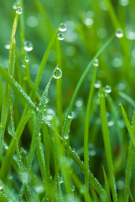 Closeup Photo Of Grass With Dew Hd Wallpaper Wallpaper Flare