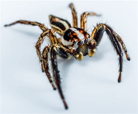 House Spiders The 10 Most Common Youll Find