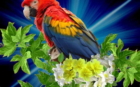 Macaw Parrot Bird Tropical 55 Wallpapers Hd Desktop And Mobile