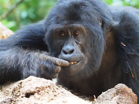 do gorillas eat meat the gorilla diet explained