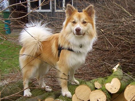 Dog Breed Of The Day Icelandic Sheep Dog