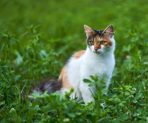 Top Cutest Cat Breeds List With Pictures