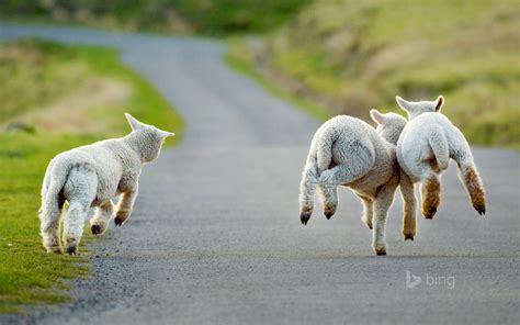 Sheep Running 2015 Bing Theme Wallpaper Preview