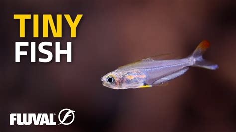 Tiny Fish A Summary Of Small Species For Aquariums
