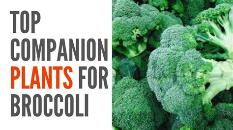 Top Companion Plants Of Broccoli Organic Farming Best Practices Youtube