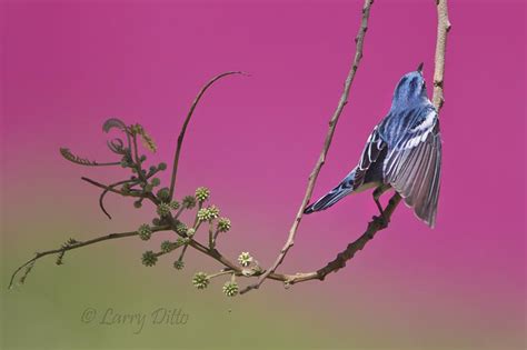 Padre Island Fallout Larry Ditto Nature Photography