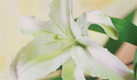 How To Care For Your Easter Lily 12 Tips Farm And Dairy