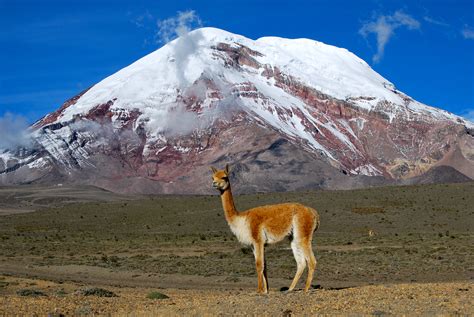 Filevicuña Chimborazo Ecuador Wikimedia Commons