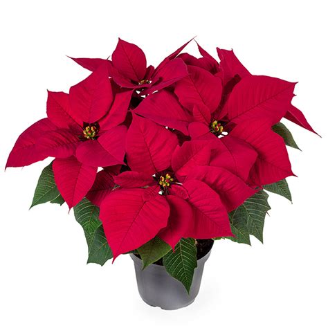Poinsettia The Popular Christmas Plant You Need To Know About