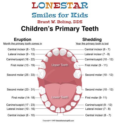 Child S Primary Teeth Order Of Eruption Chart Pattern