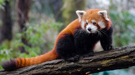 Actualizar 100 Images El Oso Panda Rojo En Peligro De Extincion