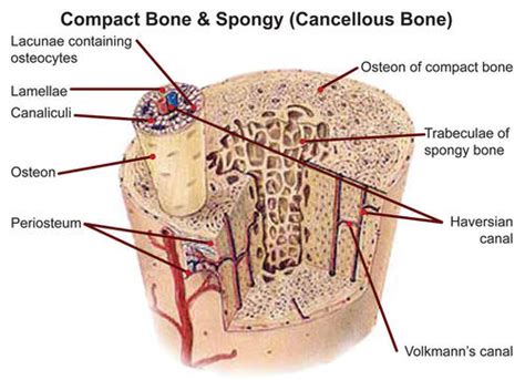 In The Diagram Where Is The Osteon Free Diagram For Student