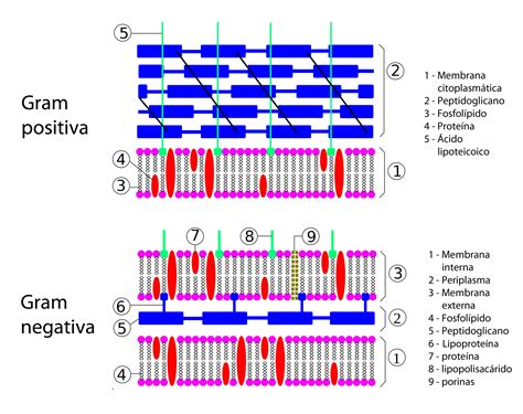 Diferencia Entre Pared Celular Y Membrana Plasmatica Consejos Celulares