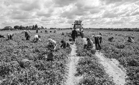 Legge Sul Caporalato Cosè Il Reato Di Sfruttamento Del Lavoro