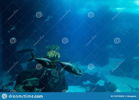 Fish Tank With Several Species Underwater Photography Stock Photo