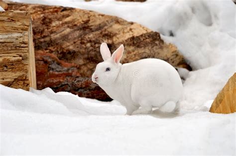 White Rabbit In The Snow Stock Image Image Of Arctic 16721383