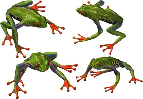 Frog Png Transparent Png 1876x1295 Free Download On Pngloc