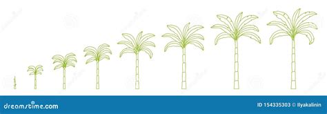 Set Growth Stages Of Palm Tree Growing Plants Period Progression Life