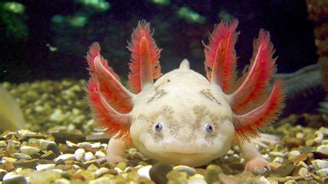 The Super Cute Axolotl Is Also A Ruthless Carnivore Emvaobep Us