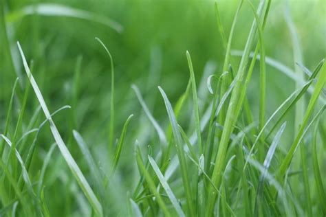 Kentucky Bluegrass How To Grow And Care For It