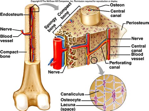 Compact Bone Diagram Microscope Bones Bioscience Notes The